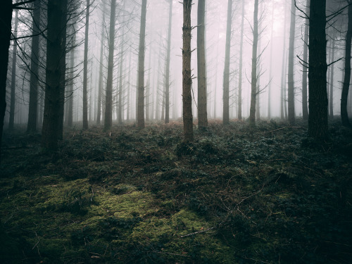 March ForestPhotographed by Freddie Ardley - Instagram @freddieardley