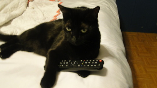 kindnessiseternal:Purrsia the remote hog. A story in two parts. @mostlycatsmostly