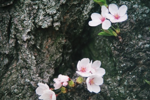 Cherry blossoms in Washington DC Taken in March of 2012|Pentax MX film Camera