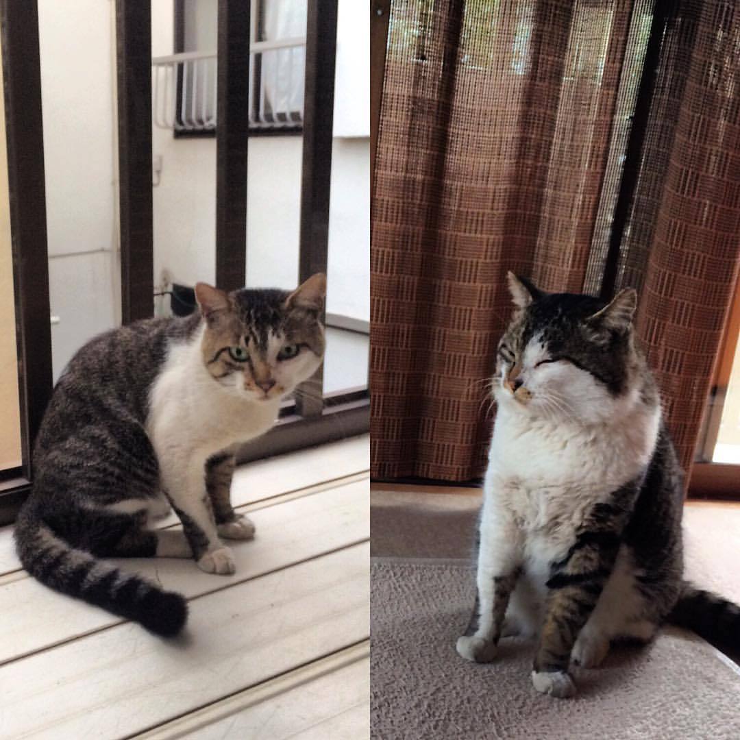 #BeforeAfter #cat