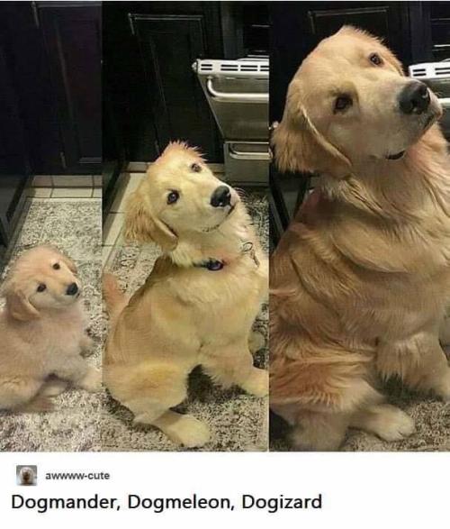 marxism-leninism-memeism:awwww-cute:Favourite evolution??? (Source: ift.tt/2CKV224)a bot that