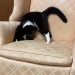 catasters:
