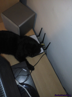 I use your router as a pillow, not a single