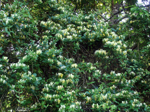 frolicingintheforest: Japanese Honeysuckle (Lonicera japonica) I battle this aggressive thug da