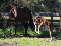 afleetalexandra:  He looks exactly like his daddy, and he’s full of energy! This baby Get Stormy colt was born at Crestwood Farm earlier this week (Photo from Crestwood Farm Twitter)