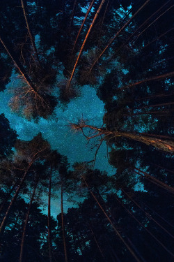 plasmatics-life:  Milky Way Forest [via/more]