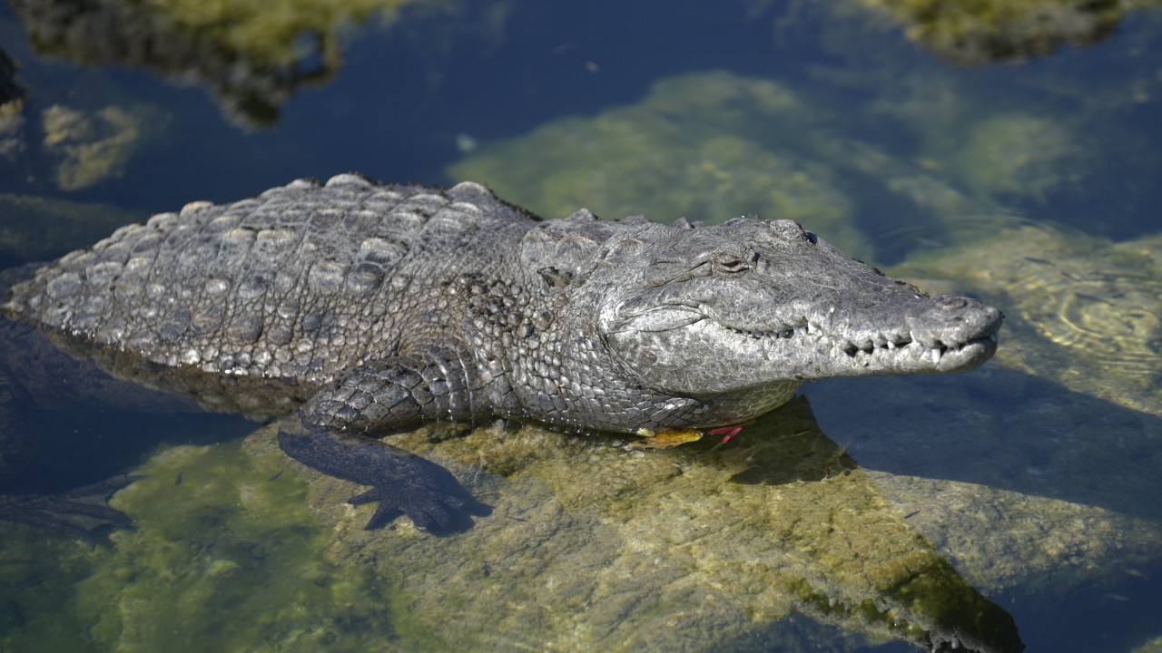 A crocodile emerging from the water.  Credit: Avery Bristol/FWC