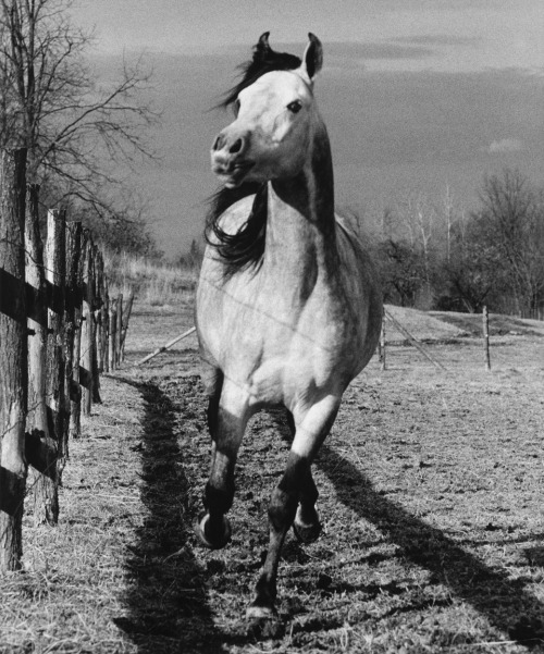 In honor of a new hi-res image. Running Horse (1985) by Peter Hujar.