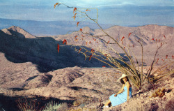 catastrophic-curls:  Colorful Ocotillo in the Coachella Valley CA by Edge and corner wear on Flickr. 