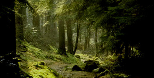 pagewoman:Puck’s Glen, Argyll Forest, Cowal, Highlands of Scotland