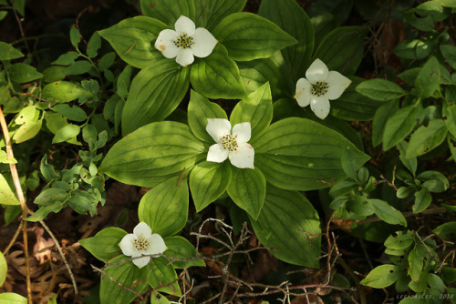 vandaliatraveler:Appalachian Spring, 2018, Volume Forty-Five: Bunchberry.  Bunchberry (Cornus canade