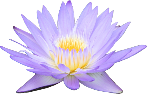 transparent water lily (photo taken by me) –– requested by anon looks better if you click and drag 8