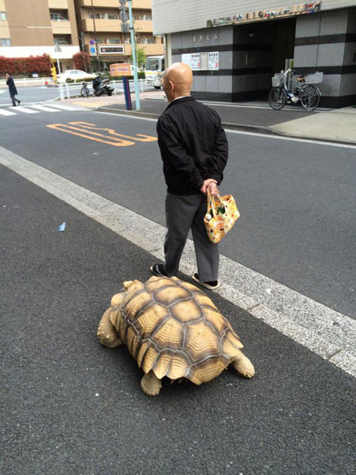 boredpanda:World’s Most Patient Pet Owner Walks His Giant Tortoise Through Streets Of Tokyo