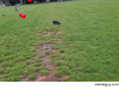catsdogsblog:  Source http://www.funny-joke-pictures.com