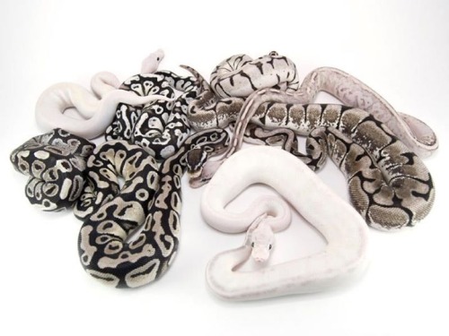 serpentineallthetime:Various Ball Python morphs.Produced by JD Constriction.