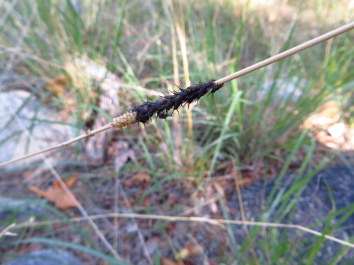 greyphitus:bowelfly:CHOMP SQUADowlfly larvae, Madera Canyon, AZ, 2014 oh my goodness they’re so teen