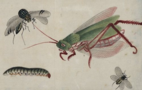 wike-wabbits: 18th or early 19th century Chinese insect paintings