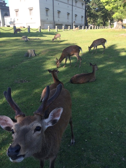 I went to Nara park today and saw the deer! They’re pretty friendly for the most part. I ran i