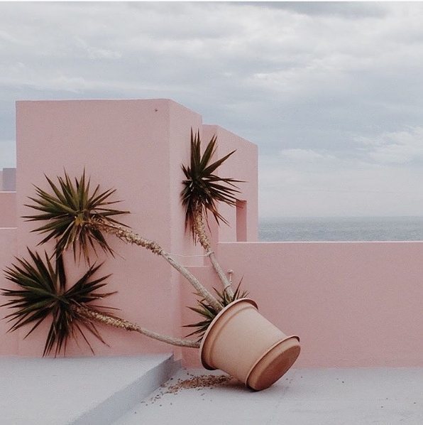 featureshoot:  ‘Tired palm tree,’ a pastel vision captured in #Calpe, #Spain