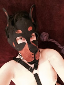 pupsiris:  Puppy got to play on the bed today.