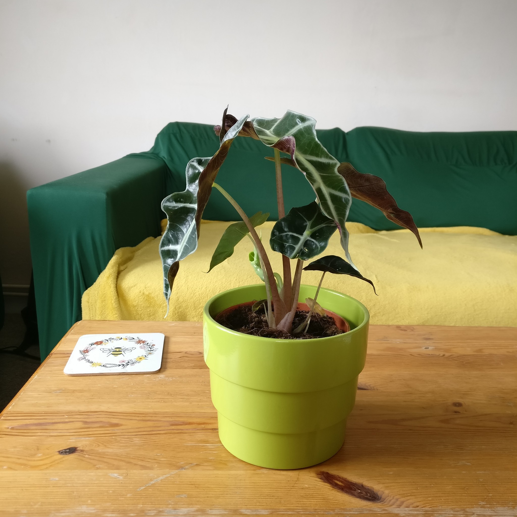 nymphaforesta:forgot to show you my new baby yesterday 🥺 still trying to find a name for her ahhh any suggestions?