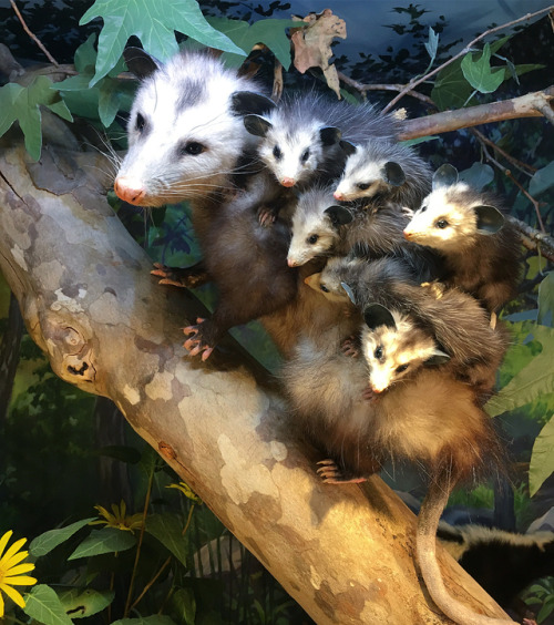 preytaxidermy: Opossum family we created for the Museum’s Backyard diorama at the Santa Barbar