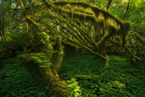 tulipnight: Overgrown by Alex Noriega