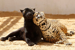 daily-biology:  6% of jaguars have a condition known as melanism, making them entirely black 