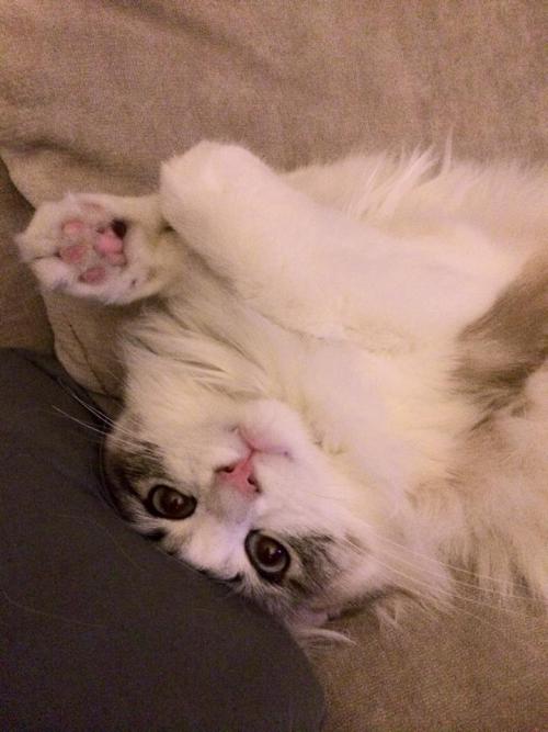 kimkardashingthroughtthesnow: cuteness-daily: Seven the Kitty &ldquo;The cutest cat in the 