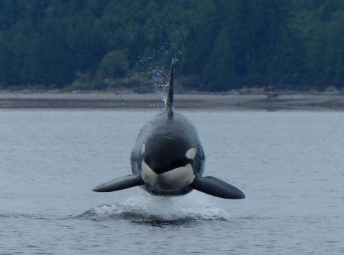 believebeluga: cetaceandreams: Levitate Wingardium leviorca