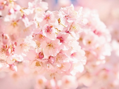 Blushing Sakura | by amai_mizu_