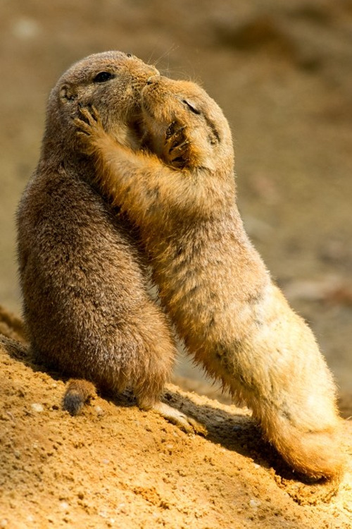 Prairie dogs’ love ~ By Jan Pelcman