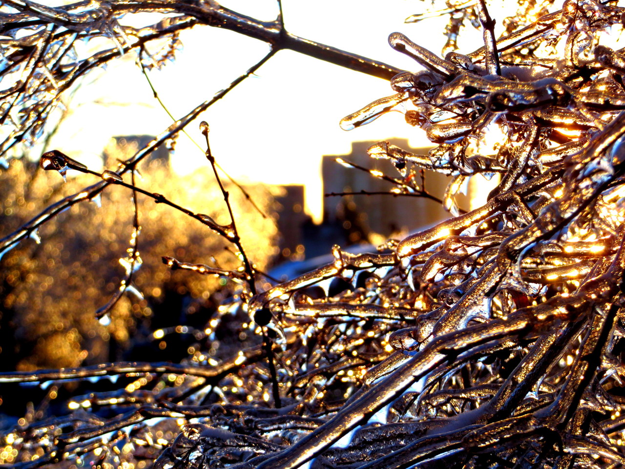 a-broken-clockwork-heart:  Okay so we’ve had the giant ice storm here in southern