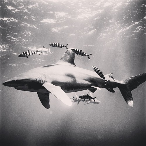 instagram: How I Shoot: Underwater Shark Photography with @michaelmuller7 For each How I Shoot, we a