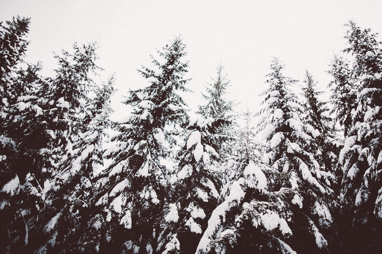 elenamorelli:{ walking in the forest on a snowy day }