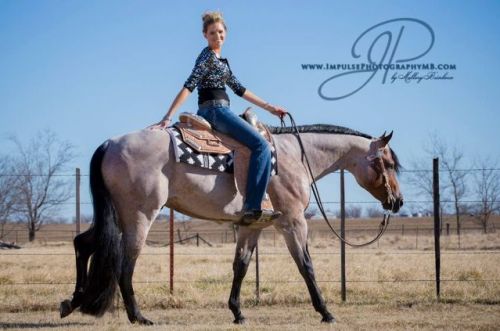 Blue roan quarter horse stallion