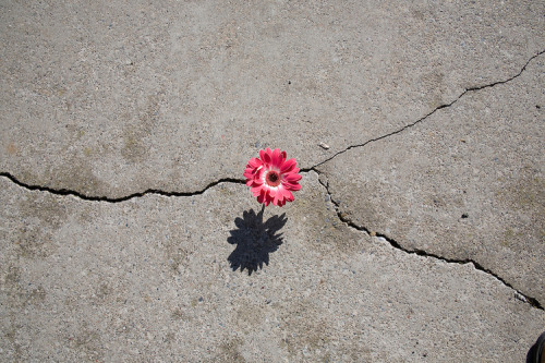 the-girl-without-ed:nothing says hope quite like flowers growing through the cracks in concretebeaut