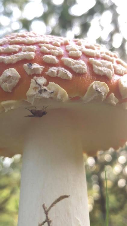 Amanita muscaria aka the Fly Agaric Mushroom.