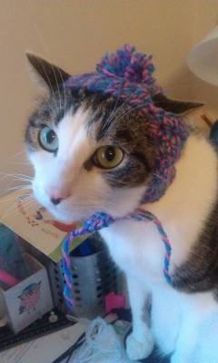 derpycats:  I made Chess a hat. Turns out he hates hats…