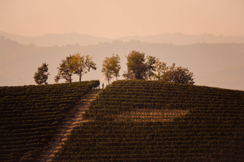 Walking by Francy-93 I Vigneti delle Langhe