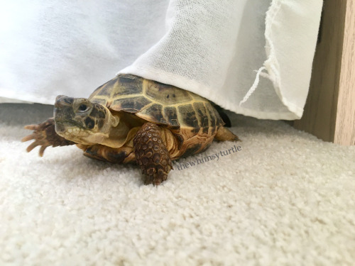 No noms in the new cave I found yesterday and no noms under Mom’s bed!?  I, Kirby the Exp