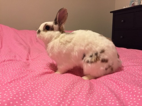 nuggetbuns: Did someone say slumber party? Bunny cuddles!?