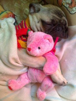 funnypugpictures:  Pug Puppy Cuddling Toy