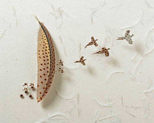 itscolossal:  Using feathers acquired from zoos and private aviaries artist Chris Maynard transforms them into fascinating miniature shadowboxes.