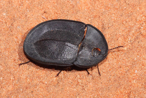 astronomy-to-zoology: Genus: Helea Commonly known as “Pie-dish Beetles” Helea is a genus