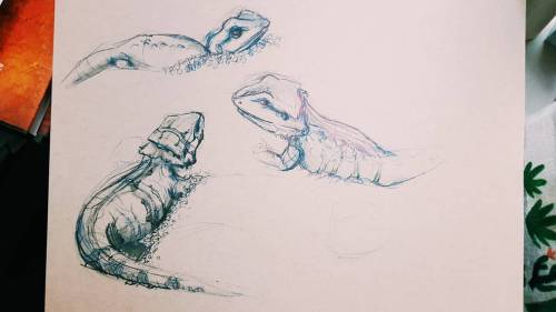 Today The Teacher Brought Real Life Lizards To Class For Us To Draw. It Was Really Really Cool! And I
