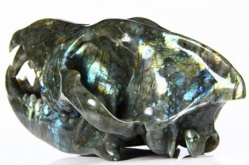 elegantwolves: Labradorite Wolf Skull