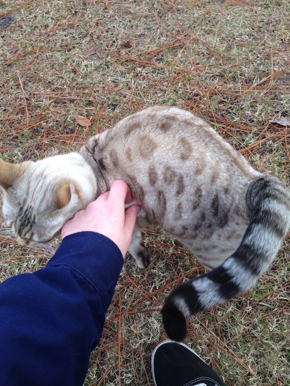 carolxne:anyway I met a really pretty n sweet kitty at work today