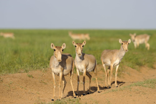 terranlifeform: Saiga (Saiga tatarica) at the Chyornye Zemli Nature Reserve in RussiaIgor Shpilenok