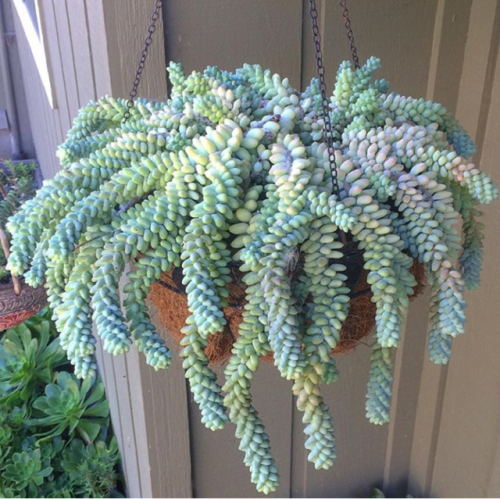 thatonenotsopopulargirl: Burro’s Tails